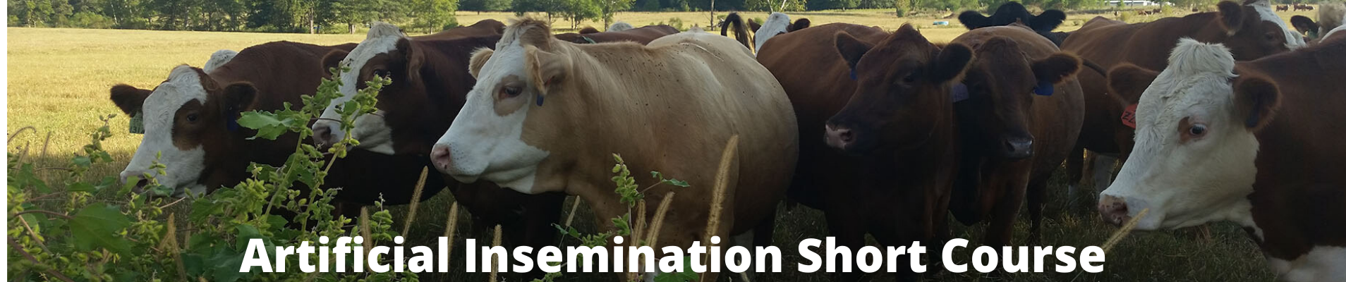 Artificial Insemination Short Course banner.